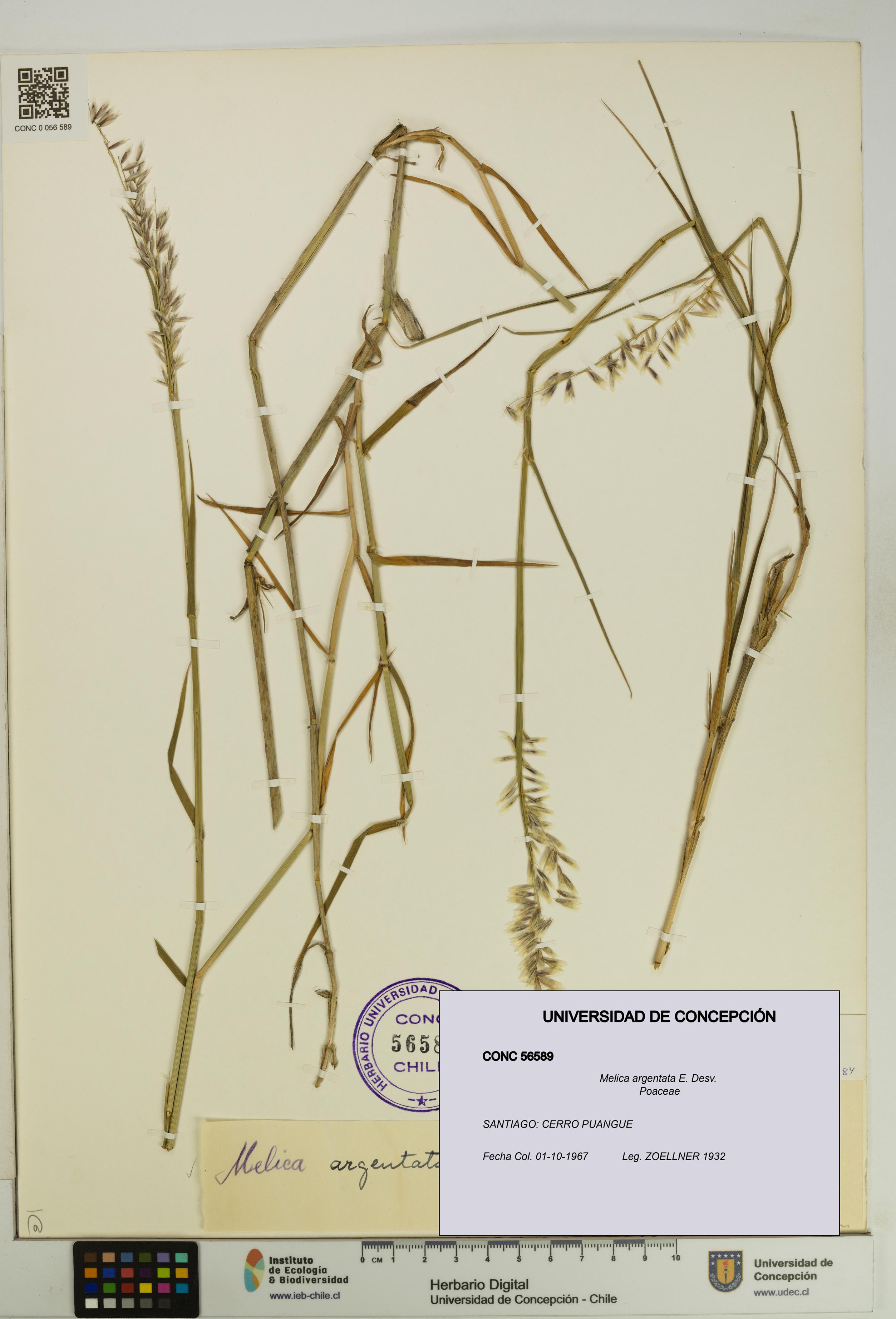 Melica argentata [Espécimen: UDEC:CONC:0056589]