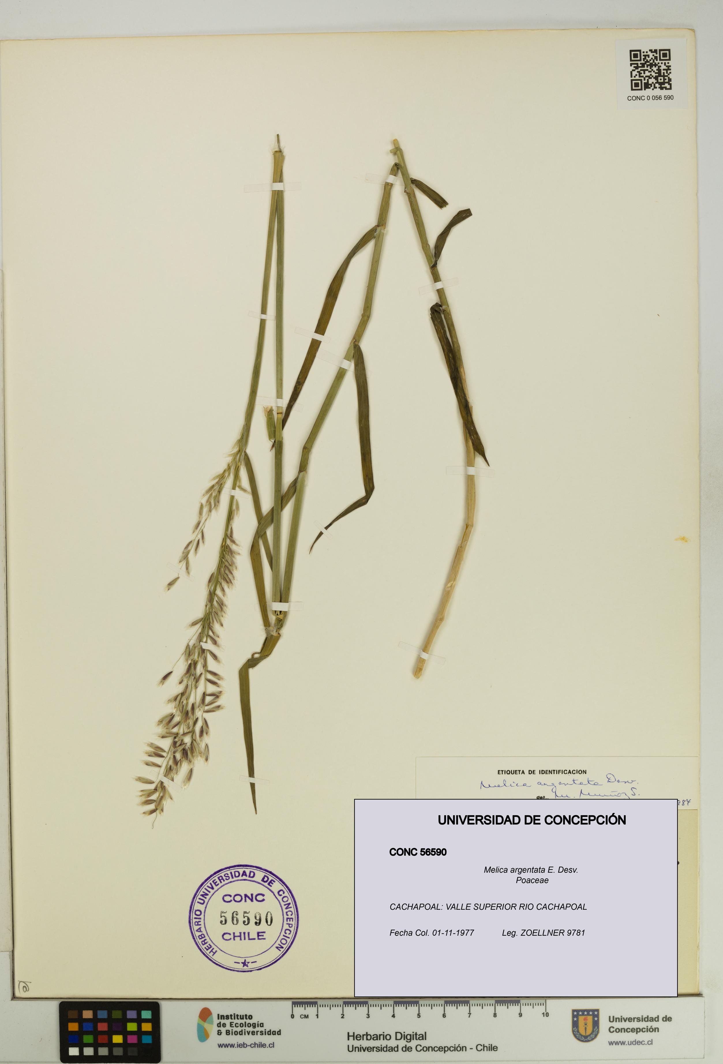Melica argentata [Espécimen: UDEC:CONC:0056590]