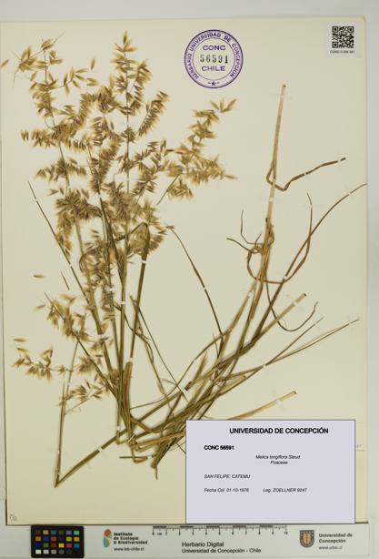 Melica longiflora [Espécimen: UDEC:CONC:0056591]