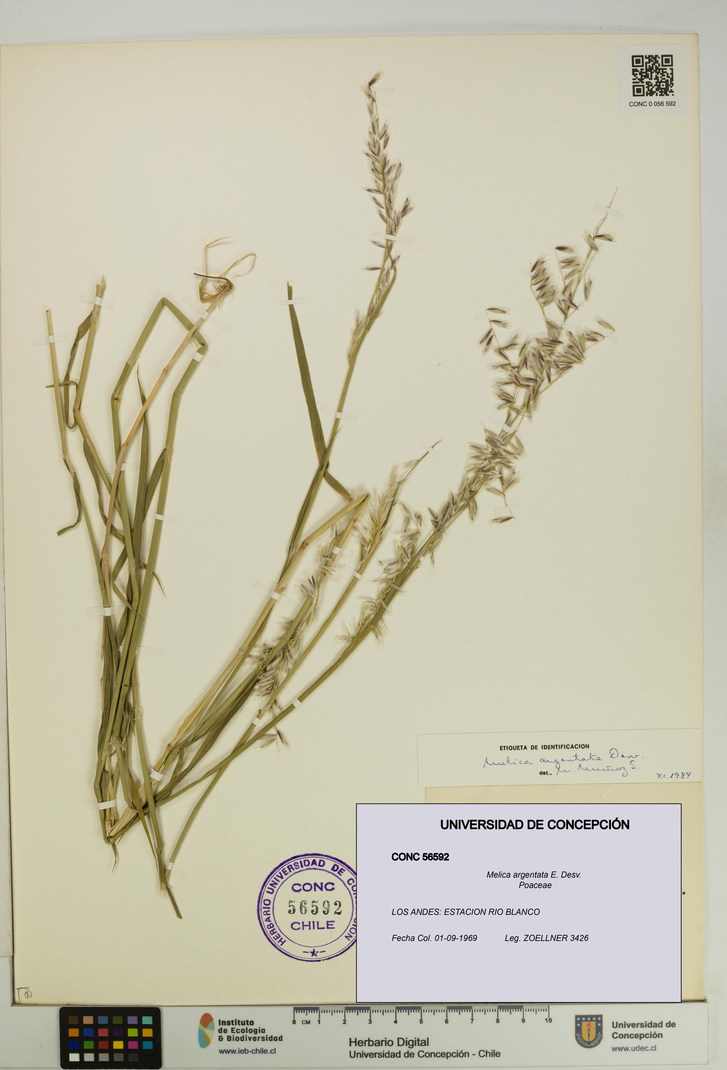 Melica argentata [Espécimen: UDEC:CONC:0056592]