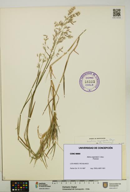 Melica argentata [Espécimen: UDEC:CONC:0056593]