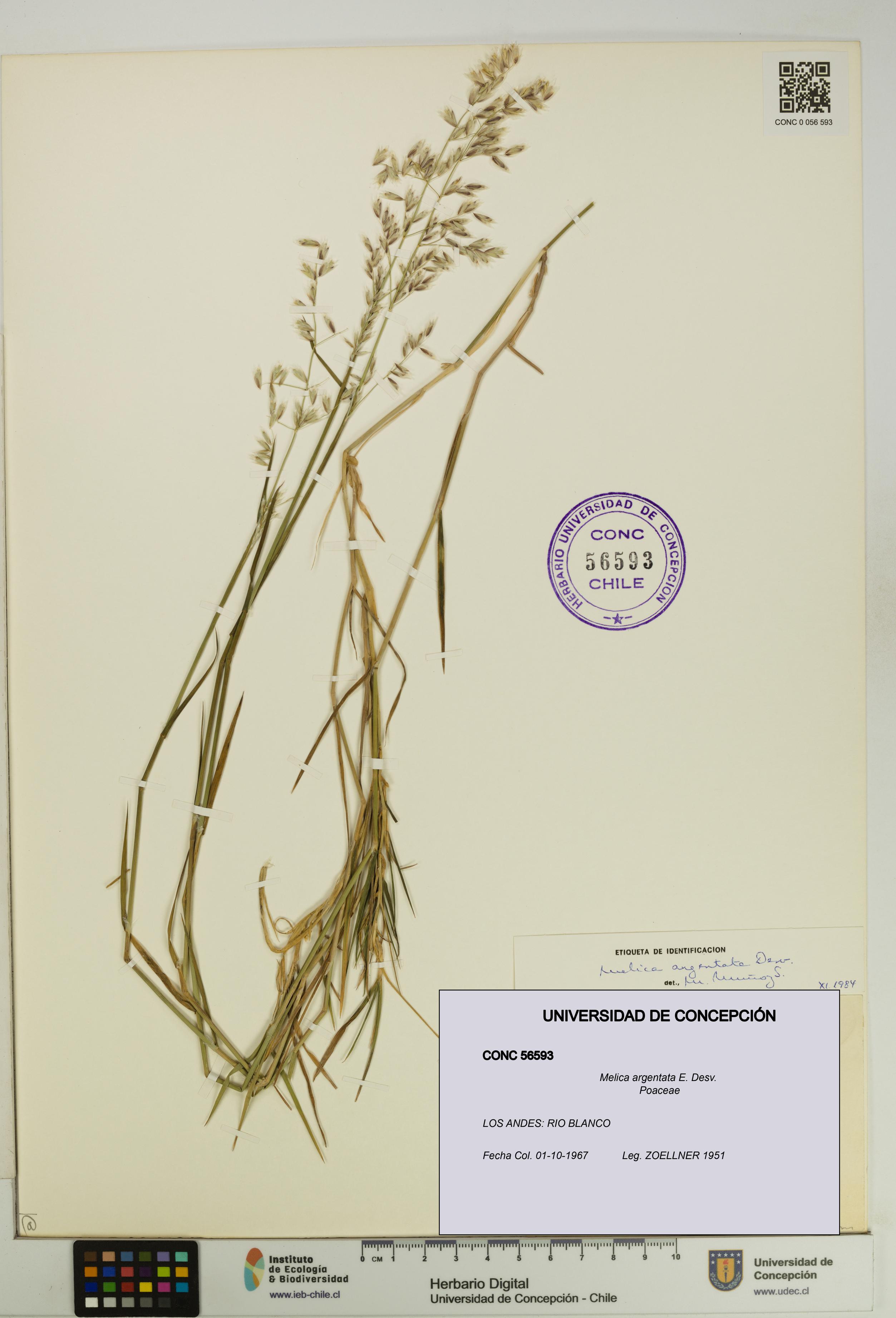 Melica argentata [Espécimen: UDEC:CONC:0056593]