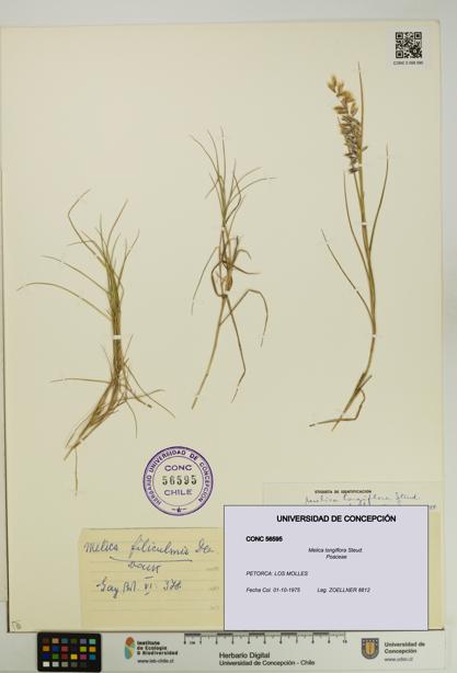 Melica longiflora [Espécimen: UDEC:CONC:0056595]