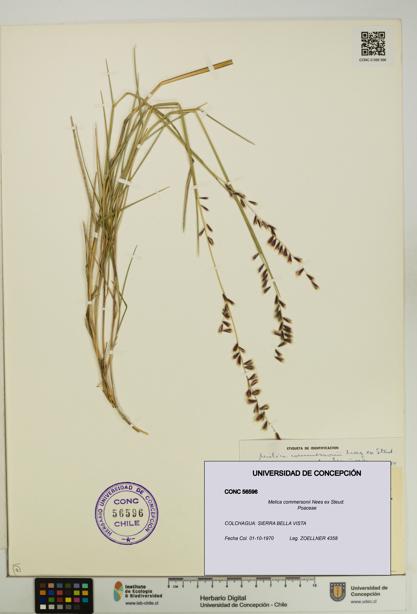 Melica commersonii [Espécimen: UDEC:CONC:0056596]