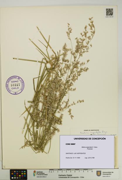 Melica argentata [Espécimen: UDEC:CONC:0056597]