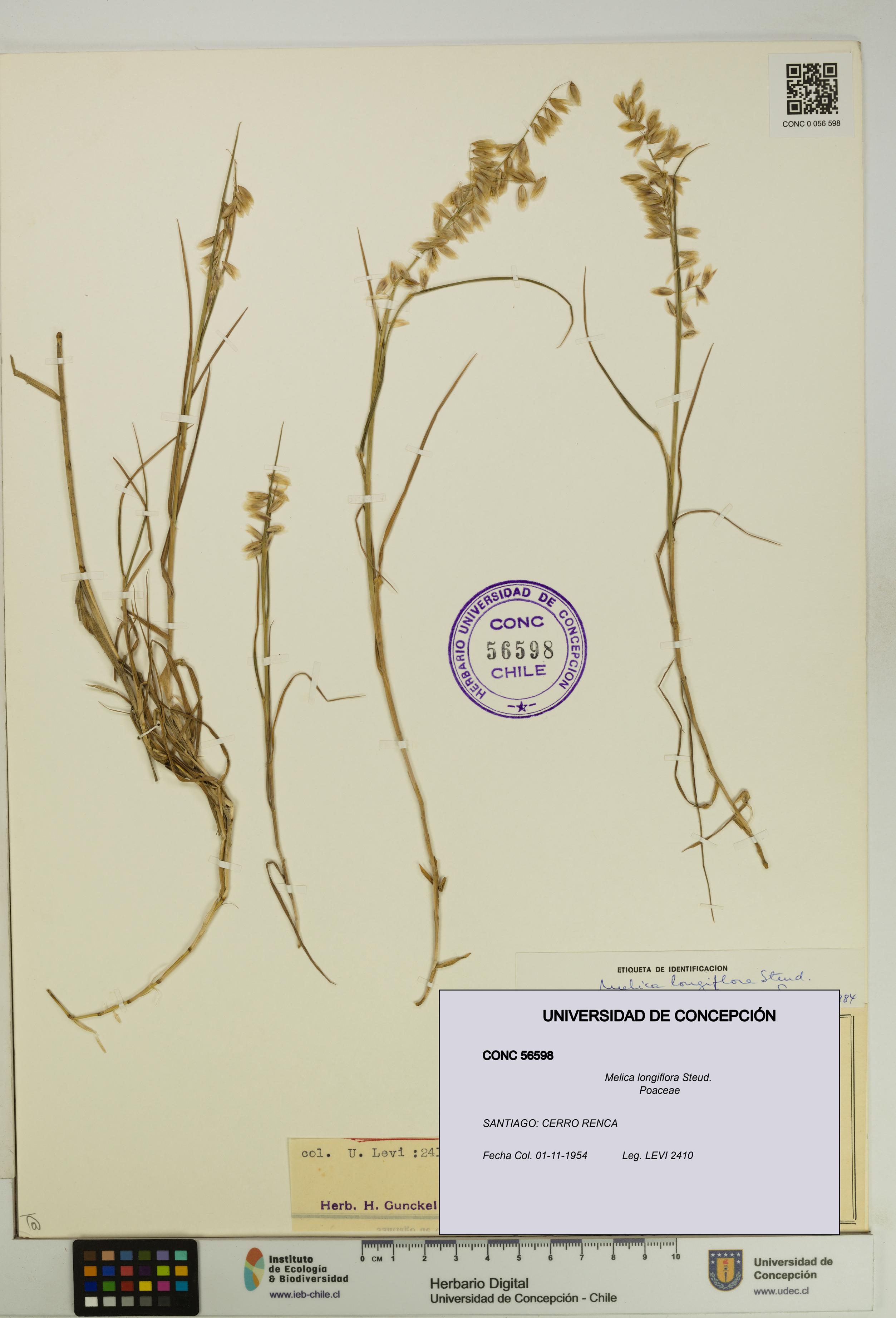 Melica longiflora [Espécimen: UDEC:CONC:0056598]