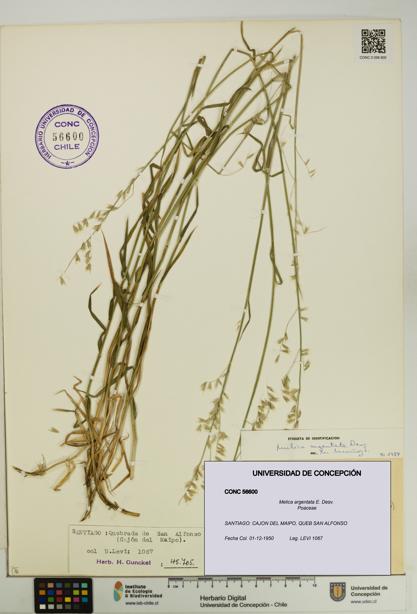 Melica argentata [Espécimen: UDEC:CONC:0056600]