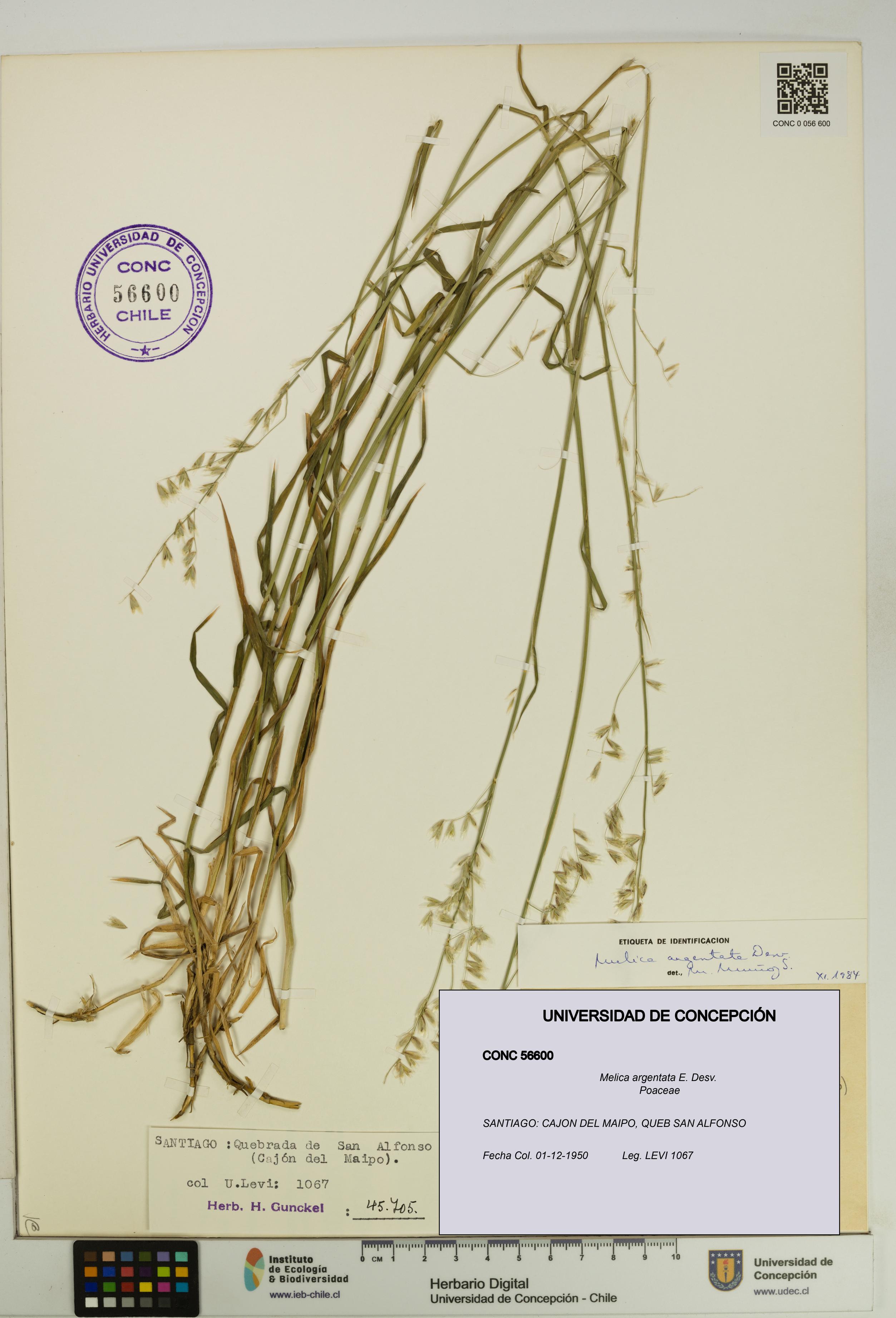 Melica argentata [Espécimen: UDEC:CONC:0056600]