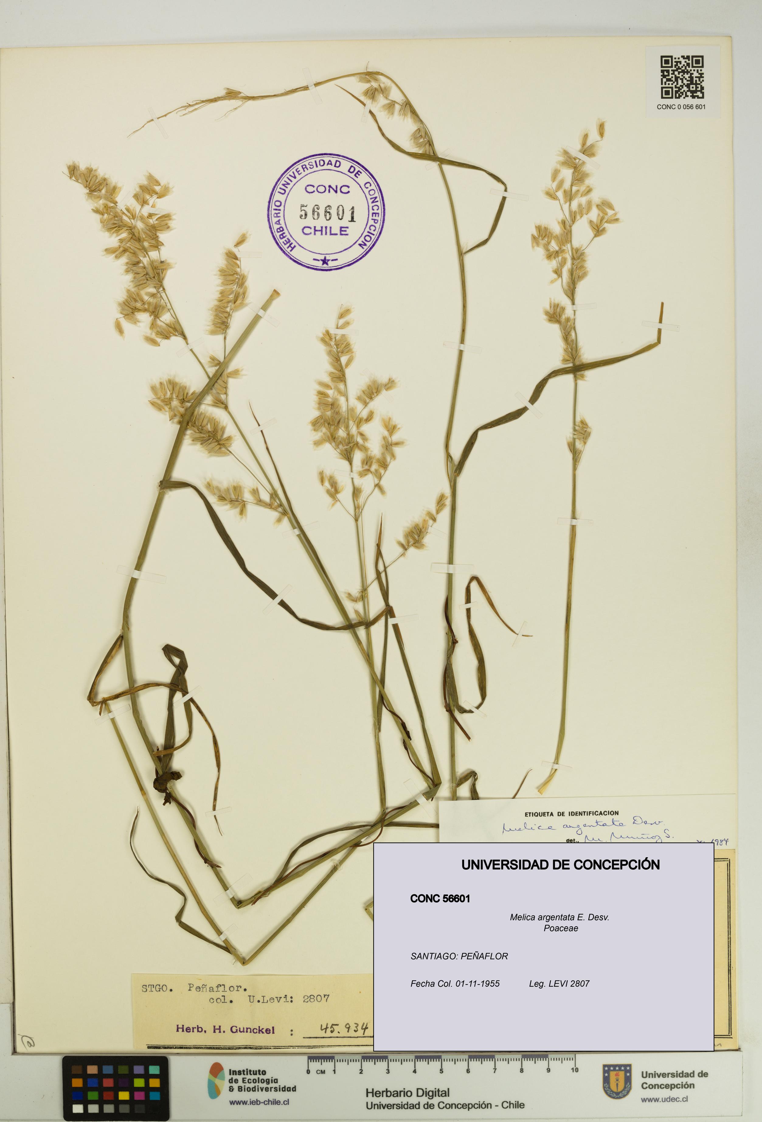 Melica argentata [Espécimen: UDEC:CONC:0056601]