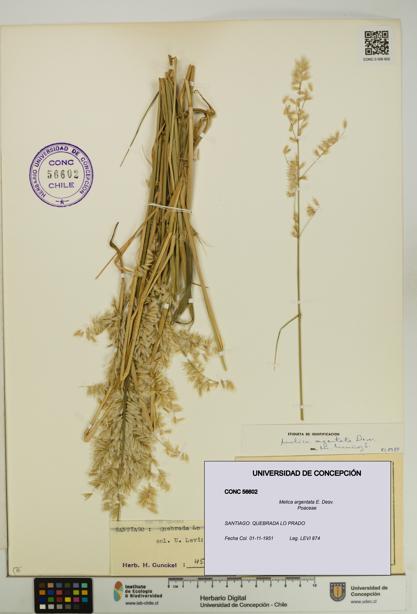 Melica argentata [Espécimen: UDEC:CONC:0056602]