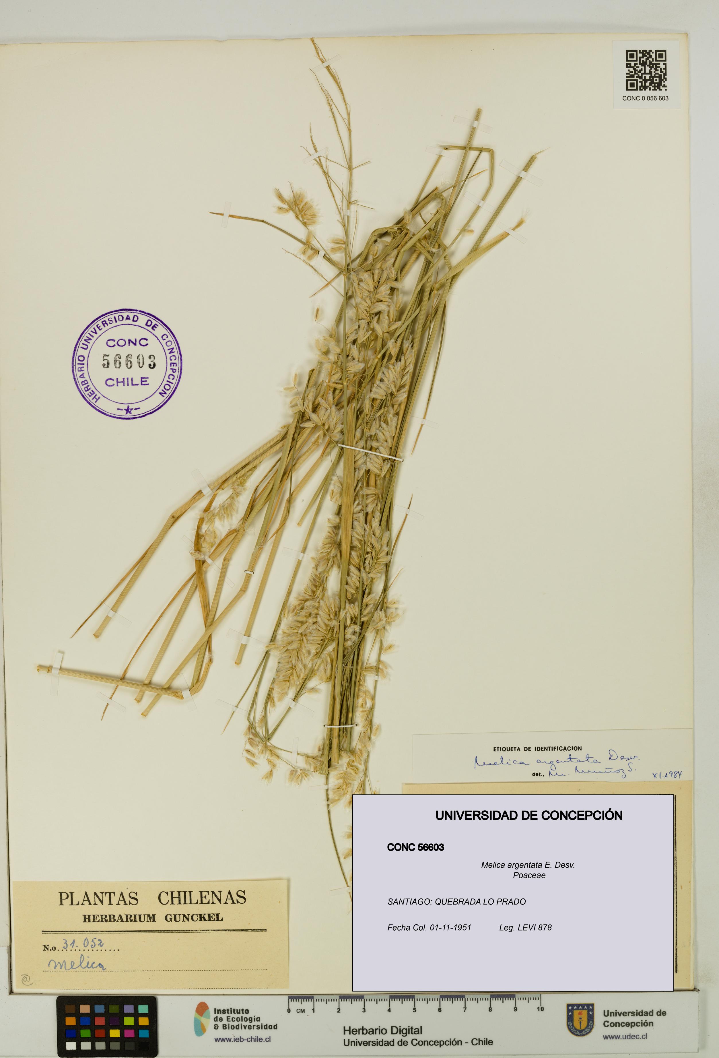 Melica argentata [Espécimen: UDEC:CONC:0056603]