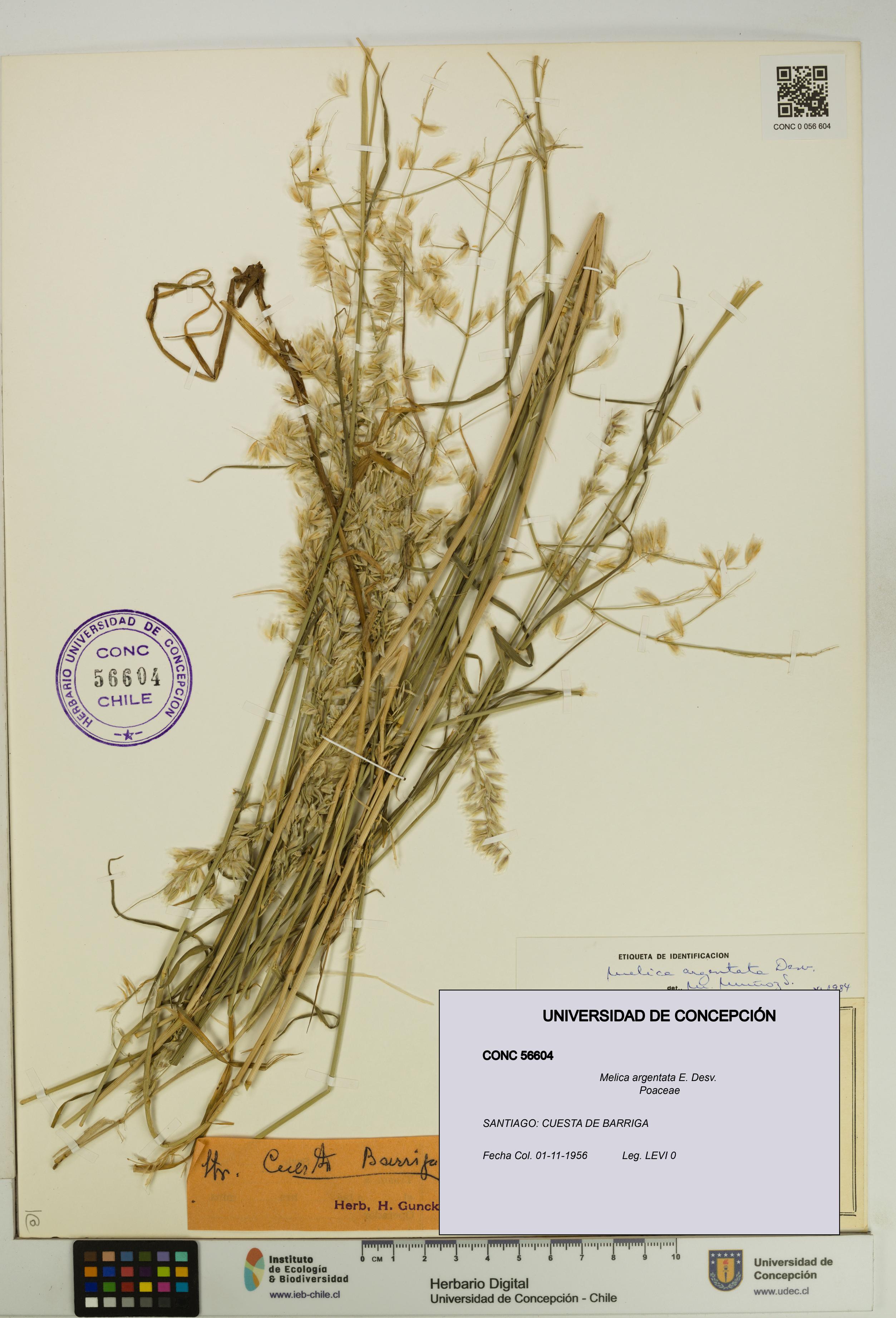 Melica argentata [Espécimen: UDEC:CONC:0056604]