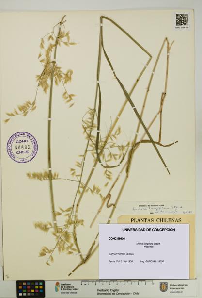 Melica longiflora [Espécimen: UDEC:CONC:0056605]