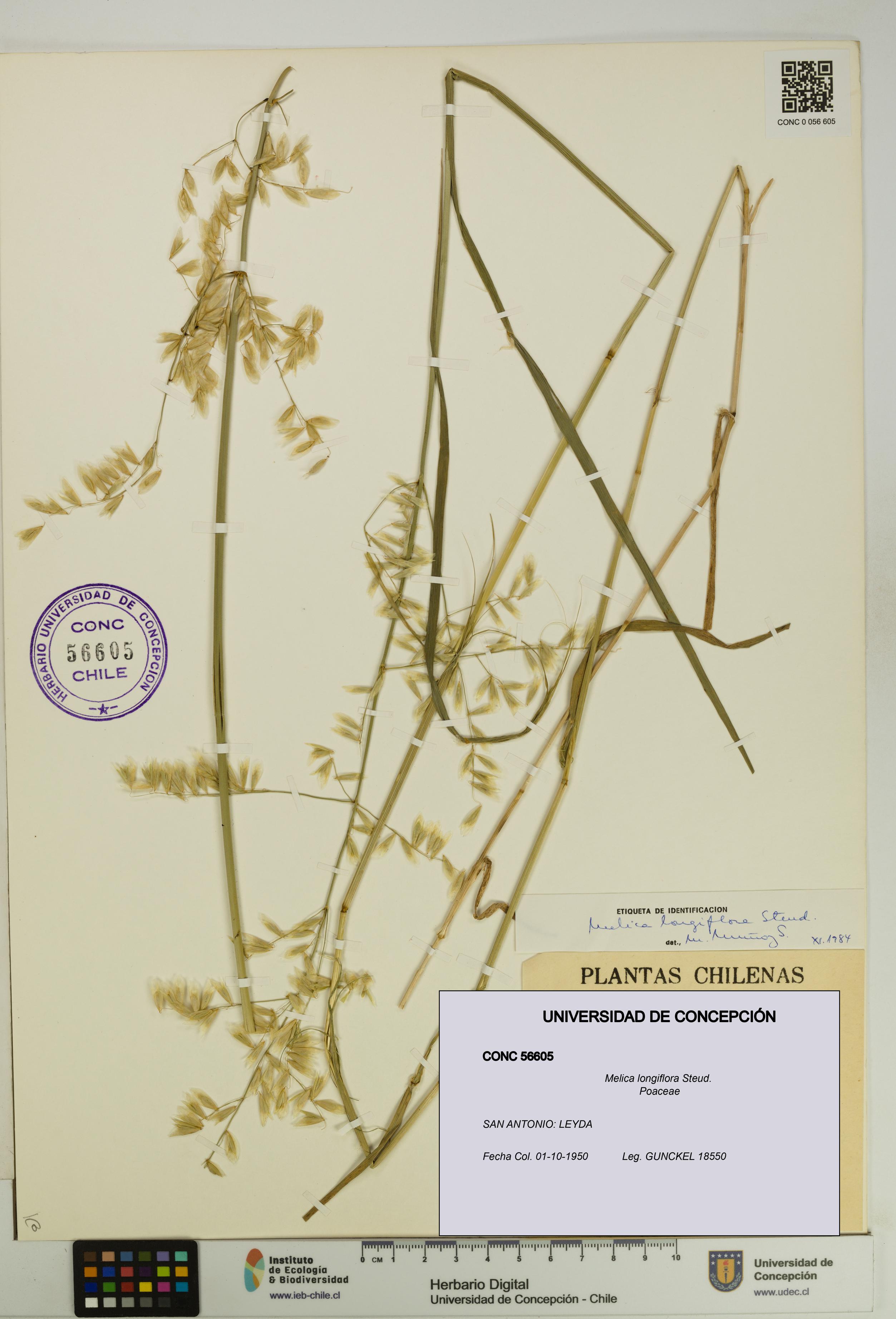 Melica longiflora [Espécimen: UDEC:CONC:0056605]