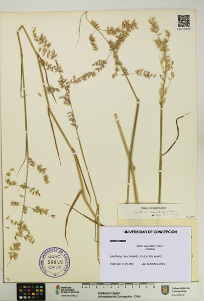 Melica argentata [Espécimen: UDEC:CONC:0056606]