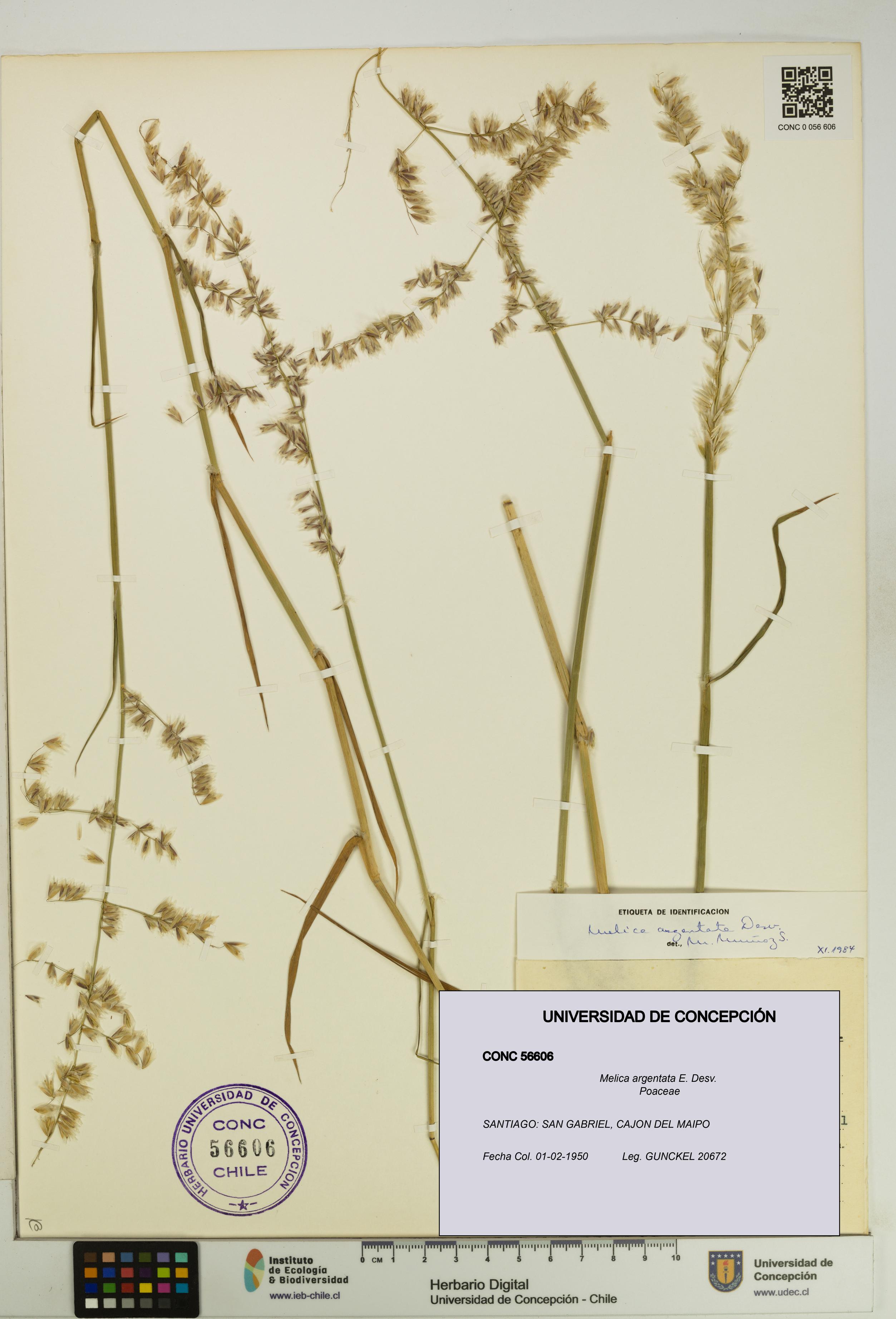 Melica argentata [Espécimen: UDEC:CONC:0056606]