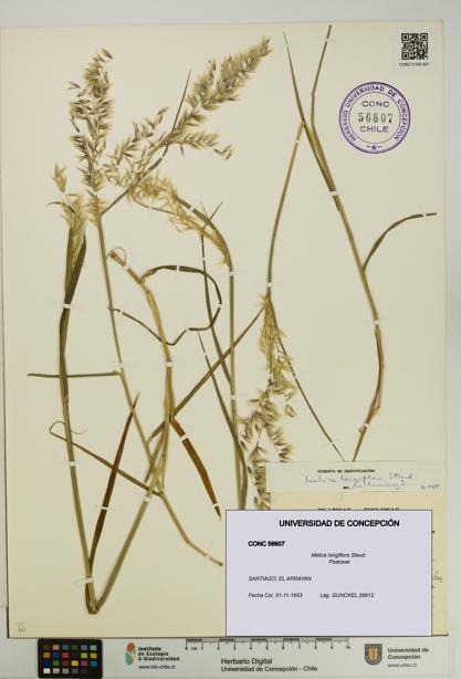 Melica longiflora [Espécimen: UDEC:CONC:0056607]