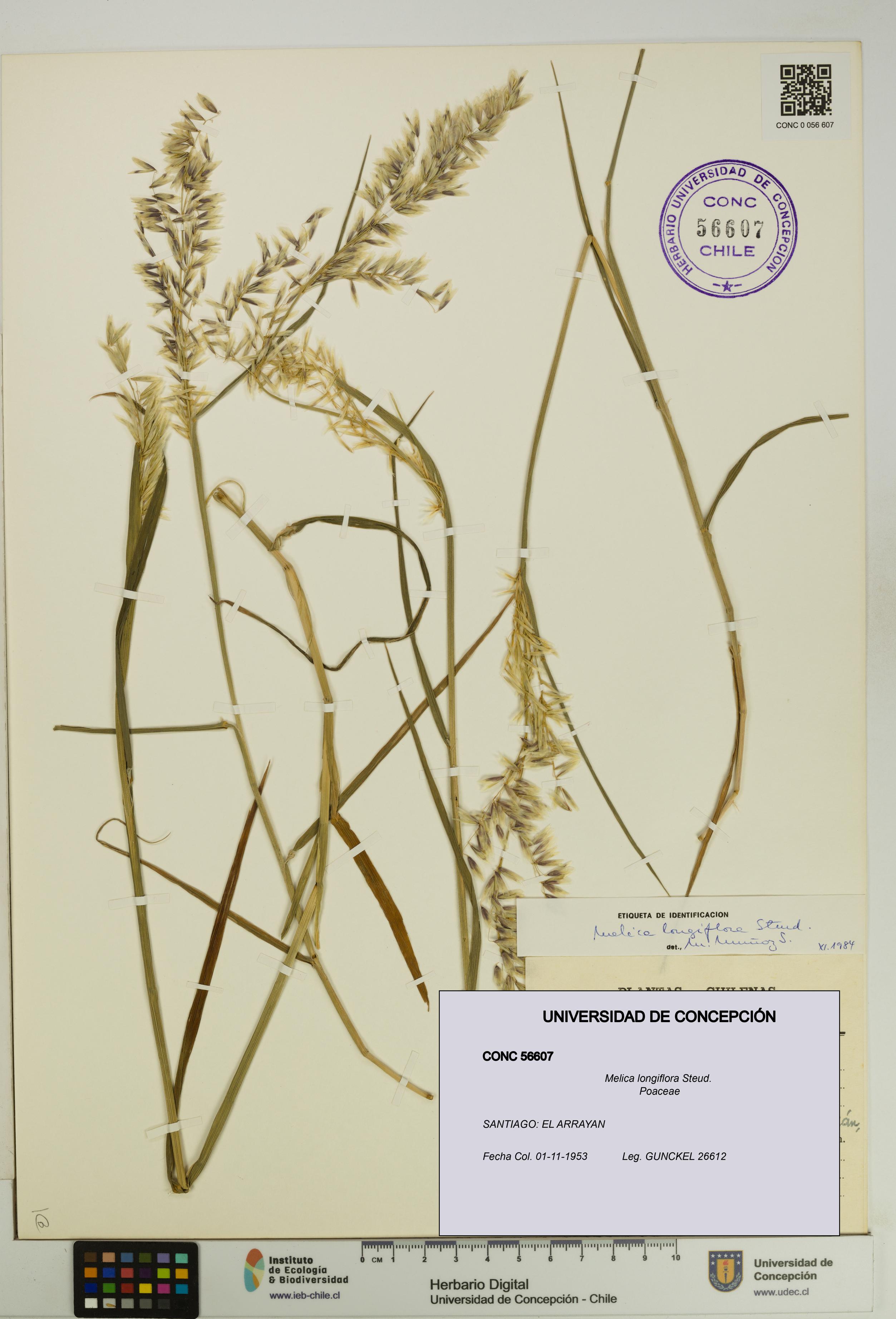 Melica longiflora [Espécimen: UDEC:CONC:0056607]