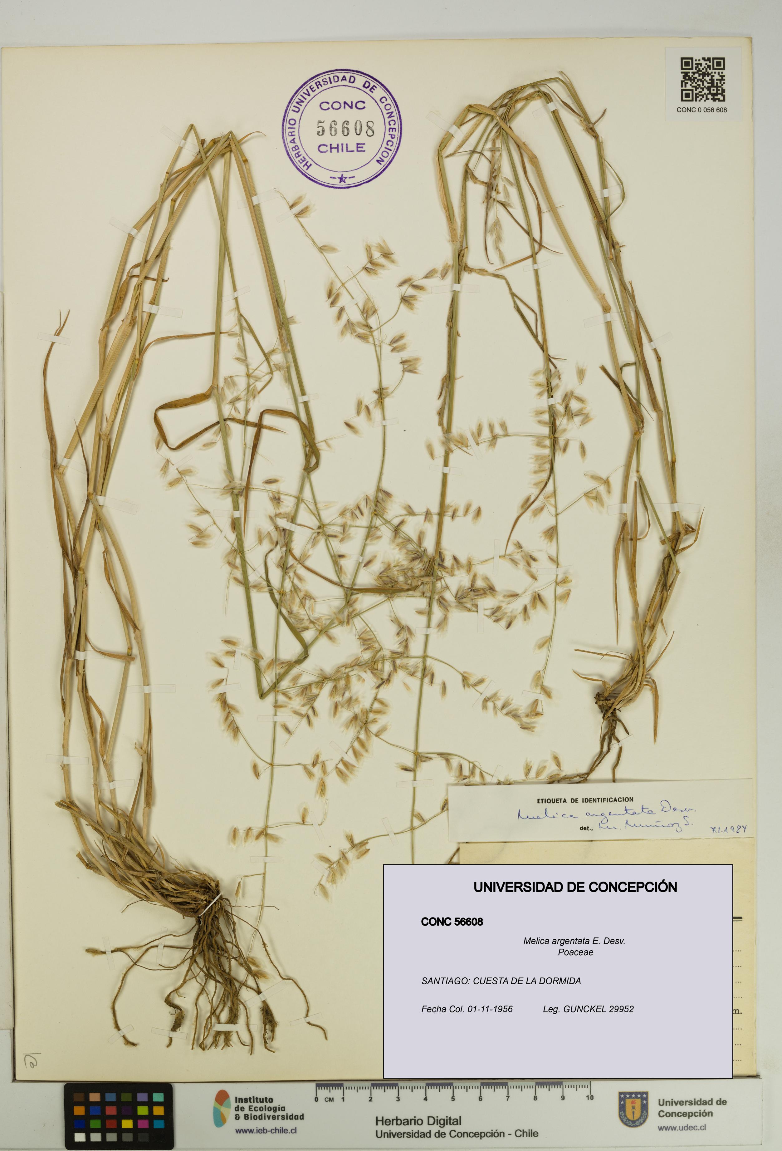 Melica argentata [Espécimen: UDEC:CONC:0056608]