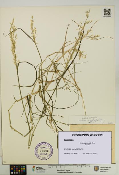 Melica argentata [Espécimen: UDEC:CONC:0056609]
