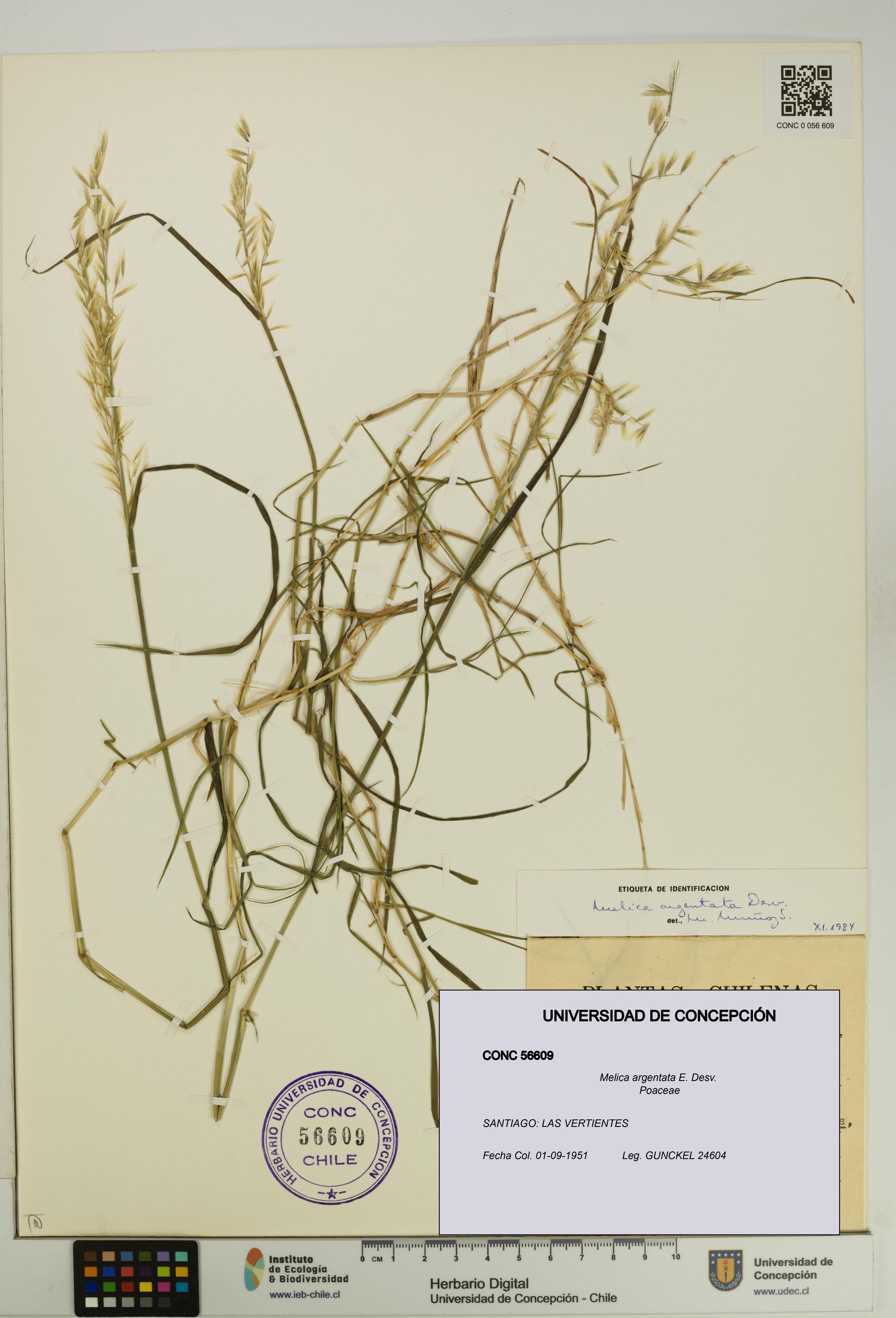 Melica argentata [Espécimen: UDEC:CONC:0056609]