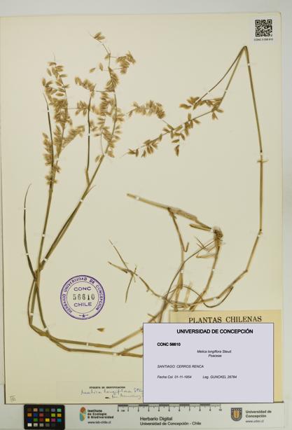 Melica longiflora [Espécimen: UDEC:CONC:0056610]