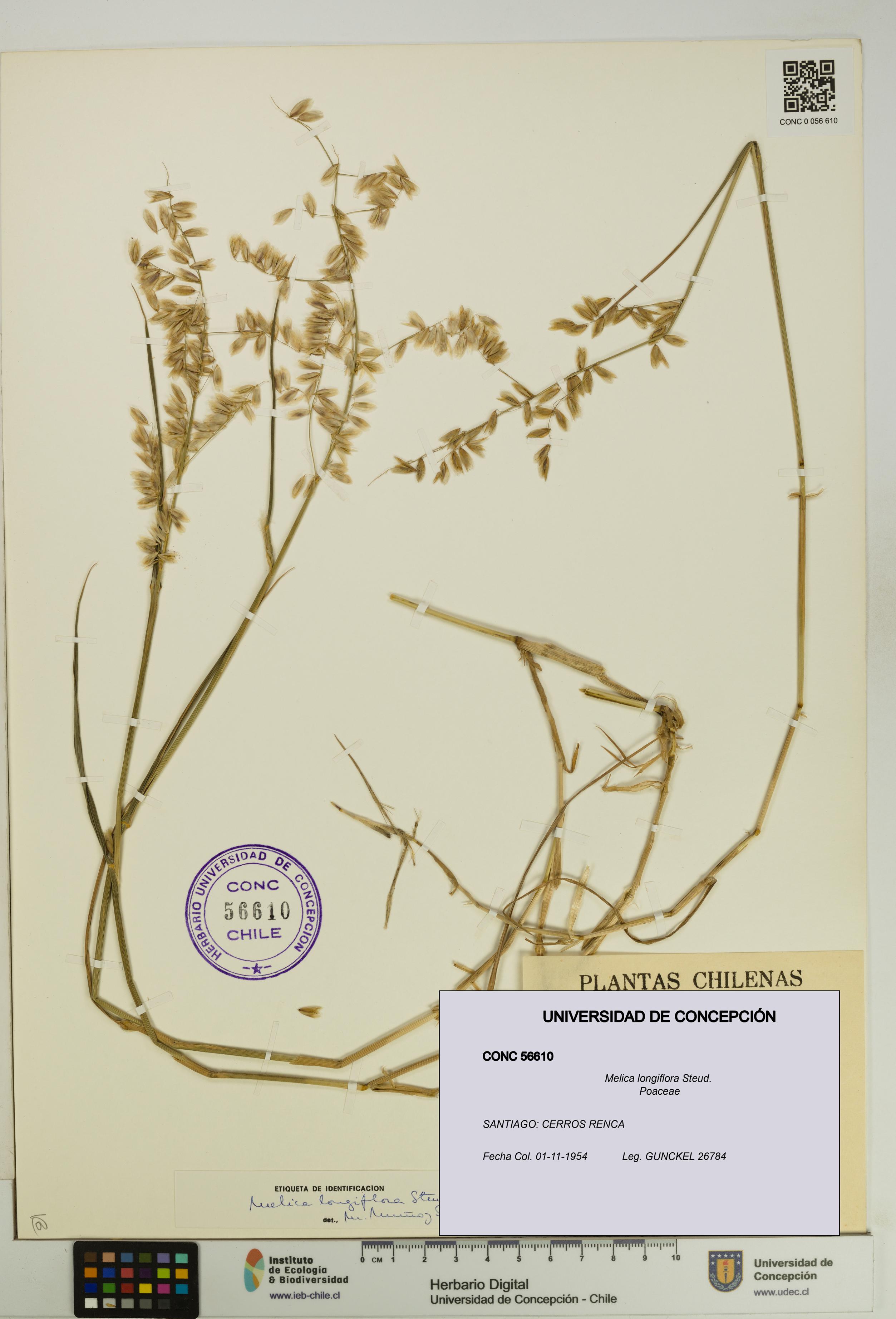 Melica longiflora [Espécimen: UDEC:CONC:0056610]