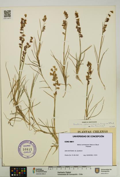 Melica commersonii [Espécimen: UDEC:CONC:0056611]