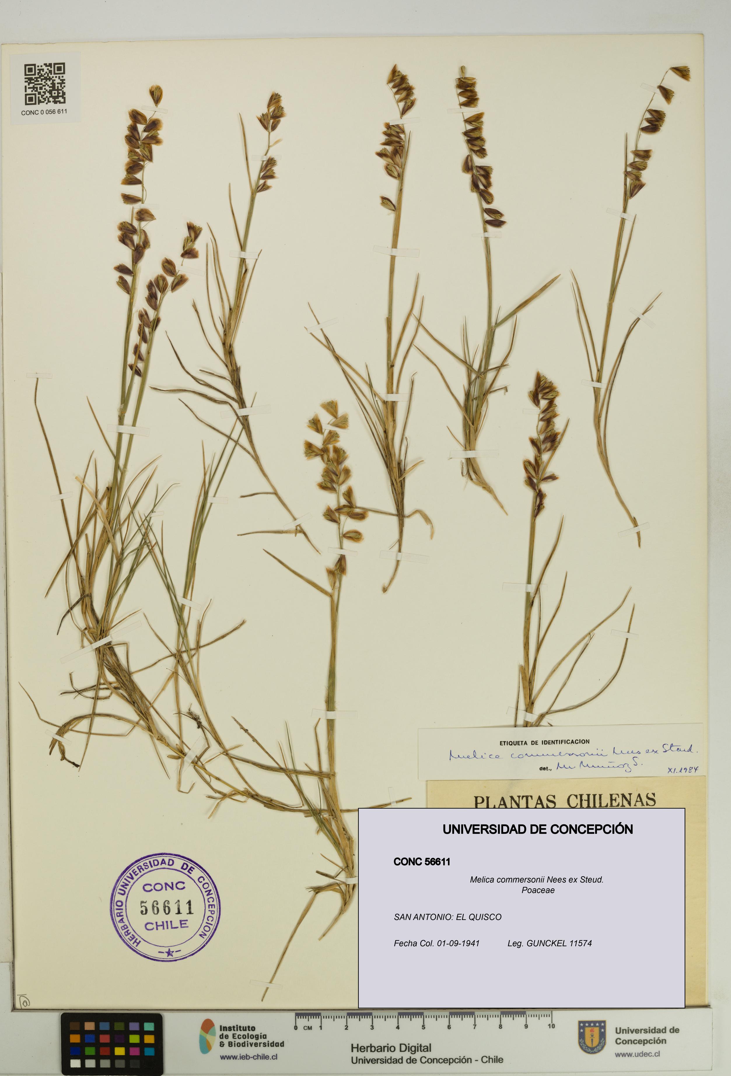 Melica commersonii [Espécimen: UDEC:CONC:0056611]