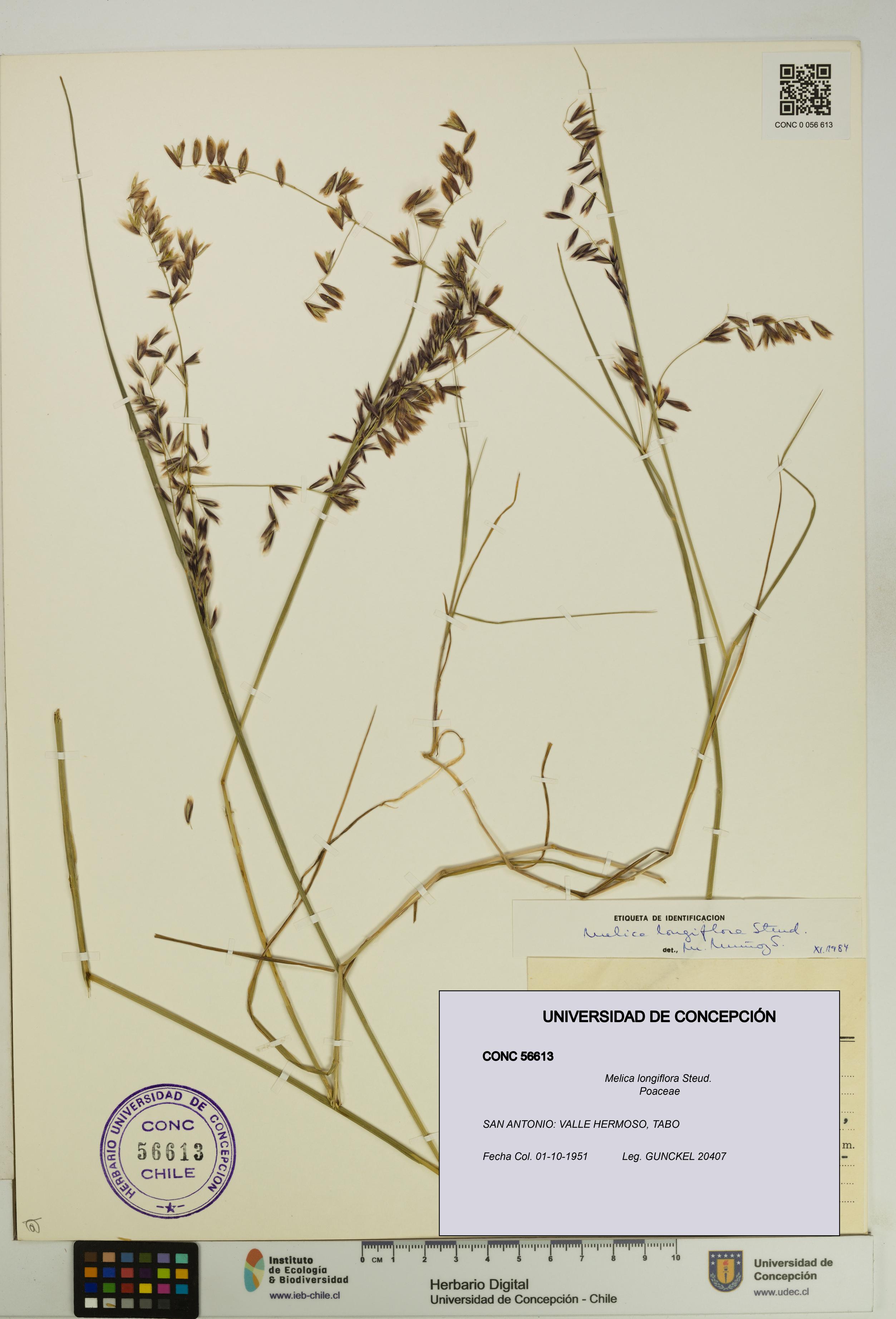 Melica longiflora [Espécimen: UDEC:CONC:0056613]