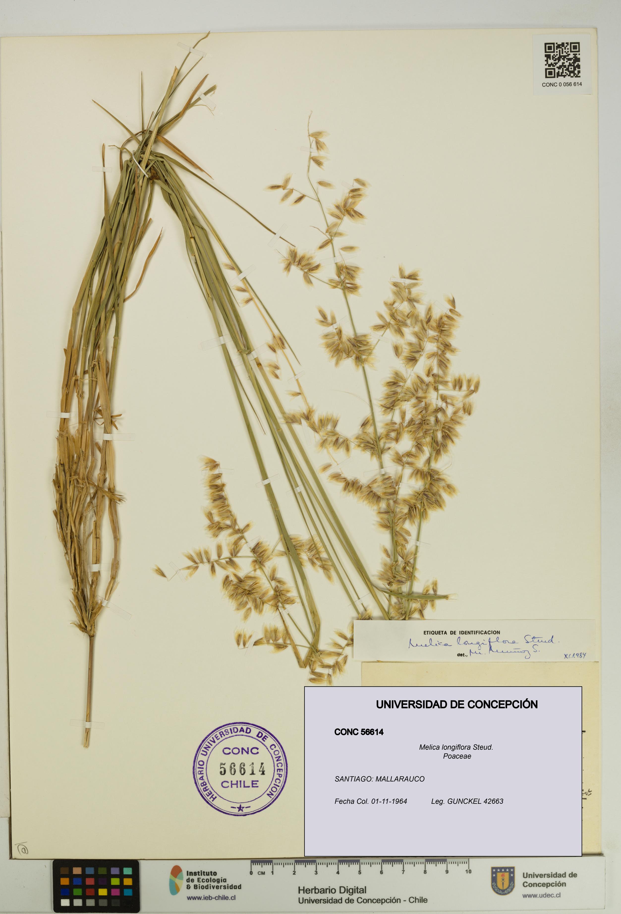 Melica longiflora [Espécimen: UDEC:CONC:0056614]