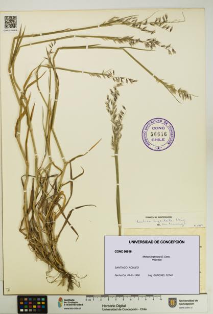 Melica argentata [Espécimen: UDEC:CONC:0056616]