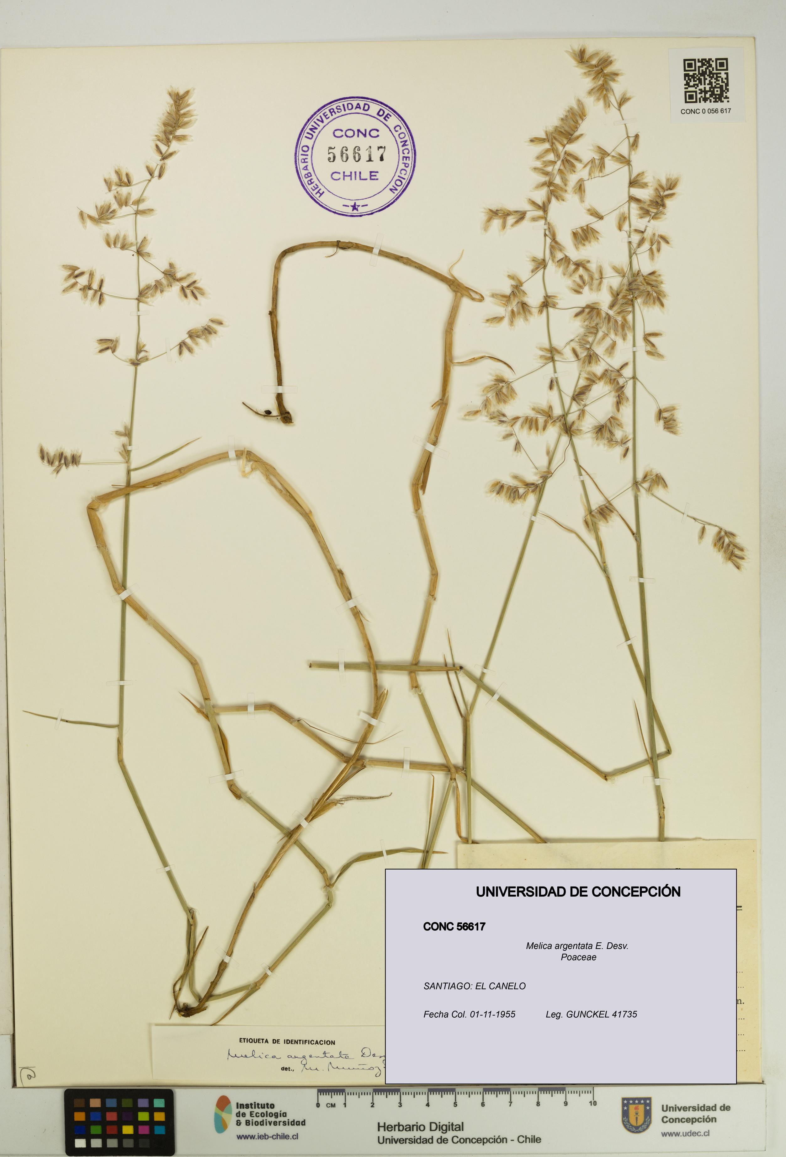 Melica argentata [Espécimen: UDEC:CONC:0056617]