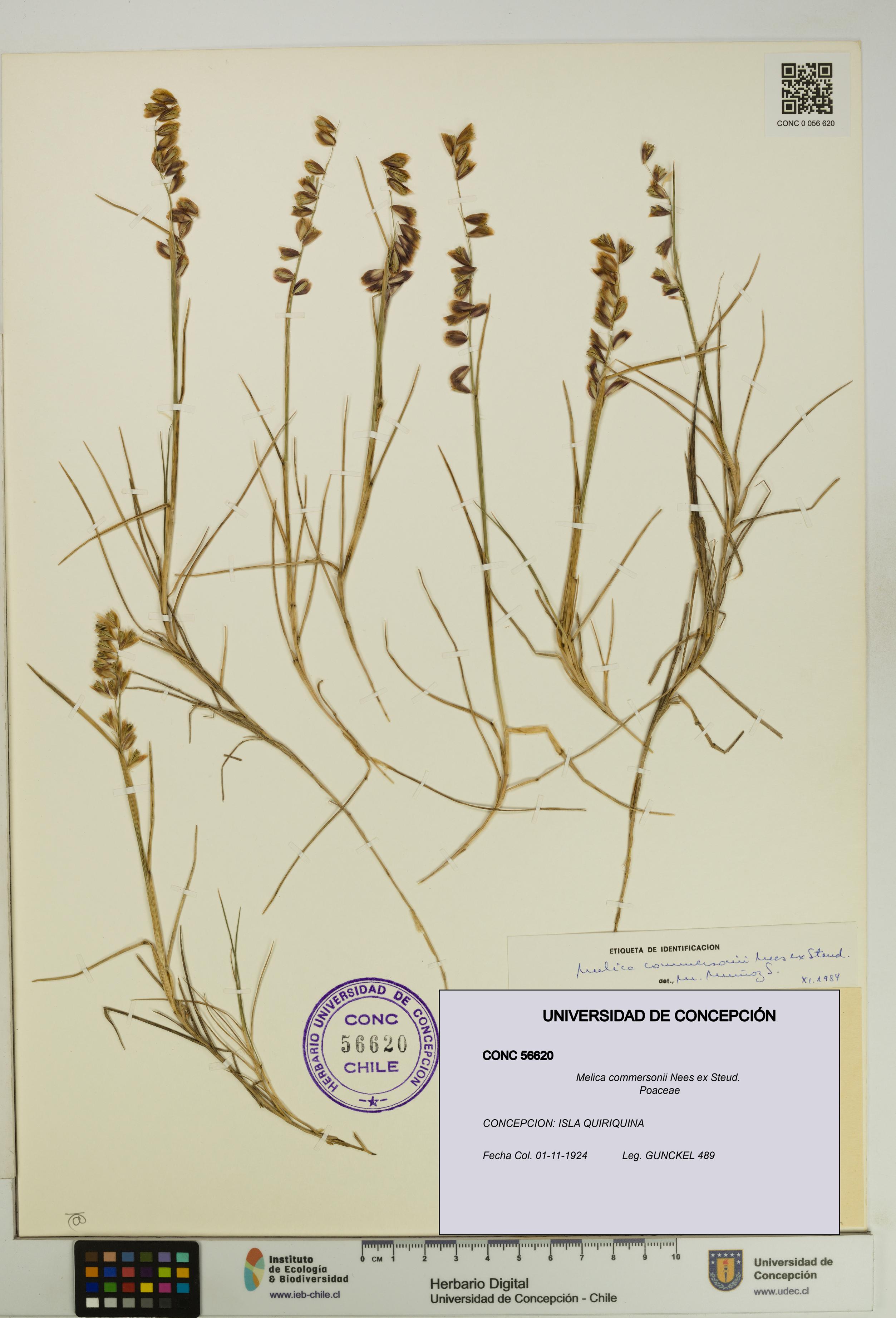 Melica commersonii [Espécimen: UDEC:CONC:0056620]