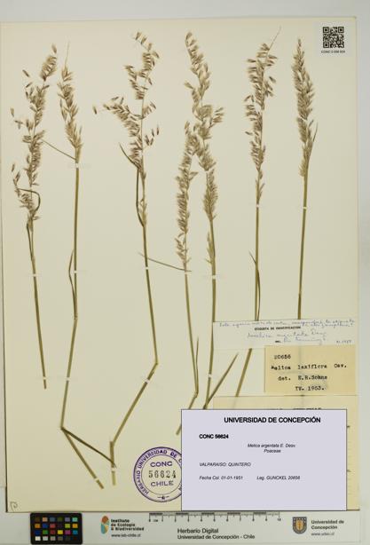 Melica argentata [Espécimen: UDEC:CONC:0056624]