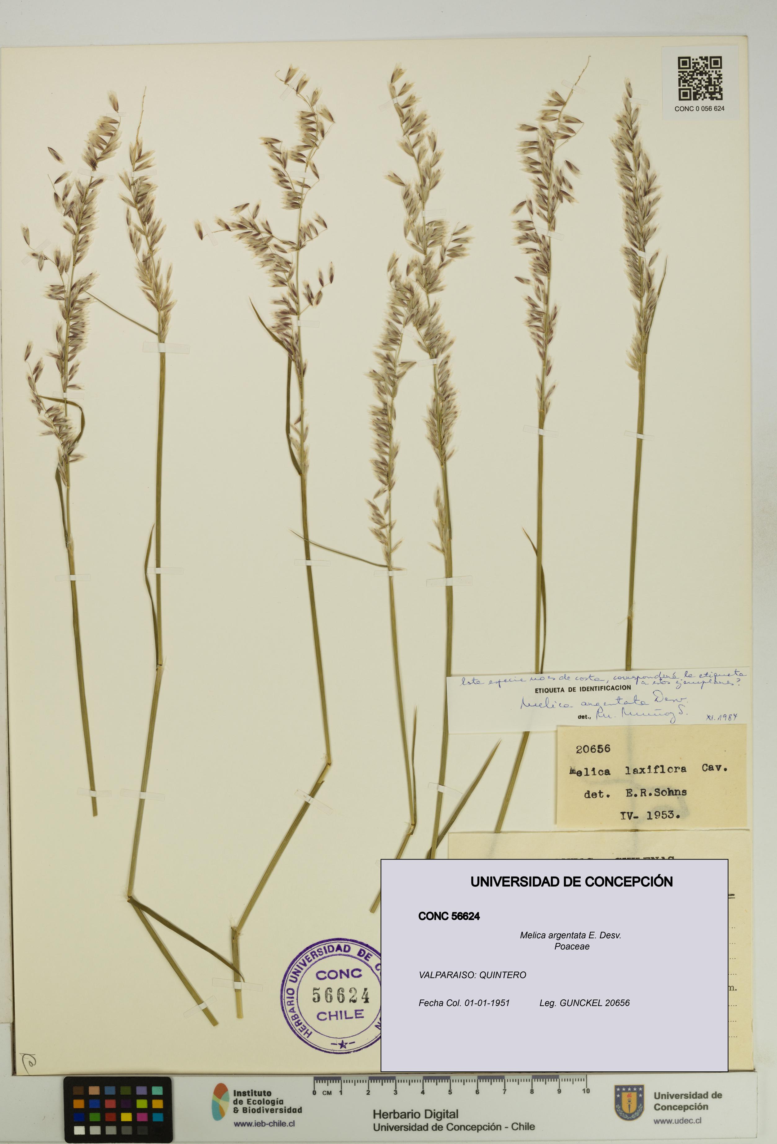 Melica argentata [Espécimen: UDEC:CONC:0056624]
