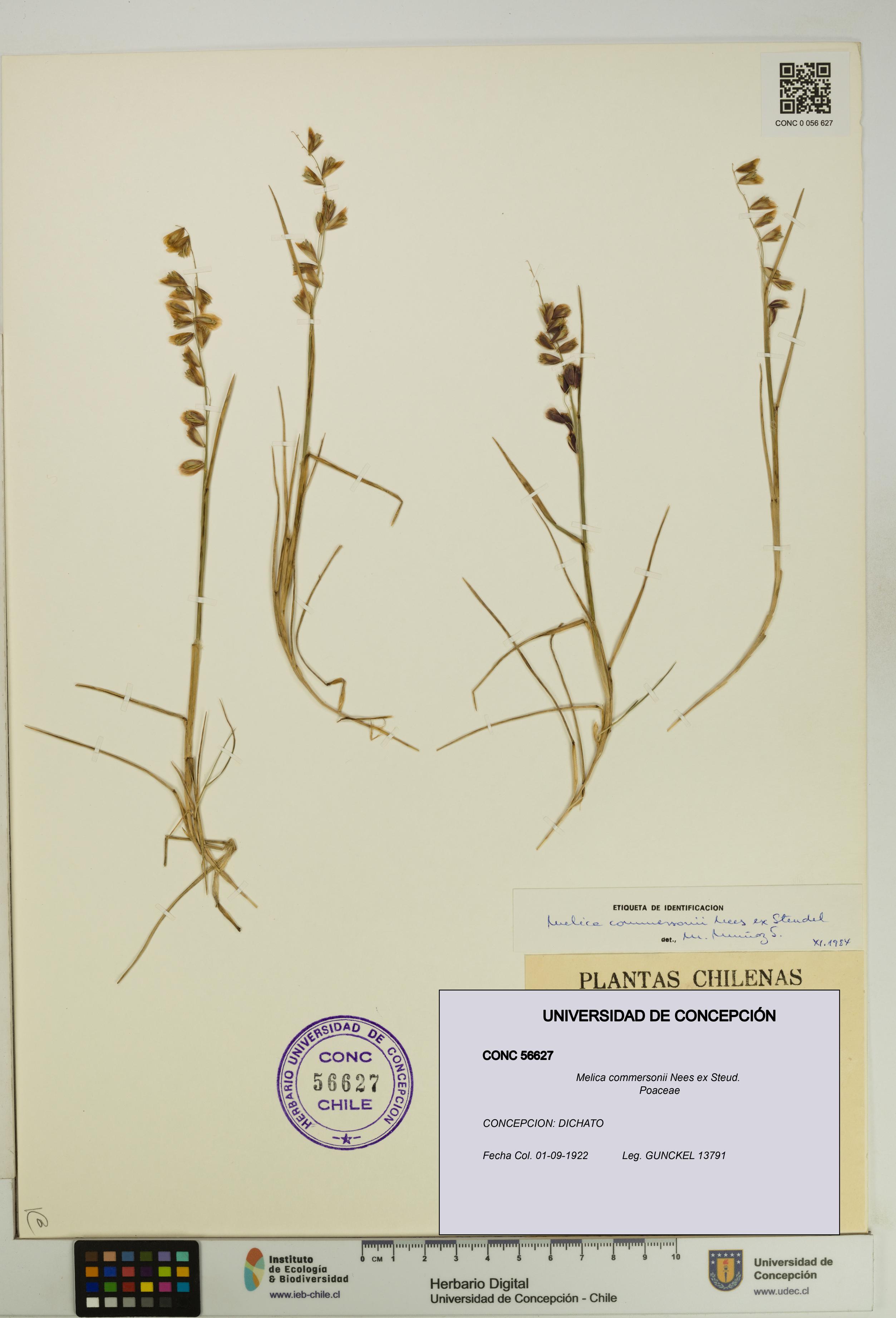 Melica commersonii [Espécimen: UDEC:CONC:0056627]