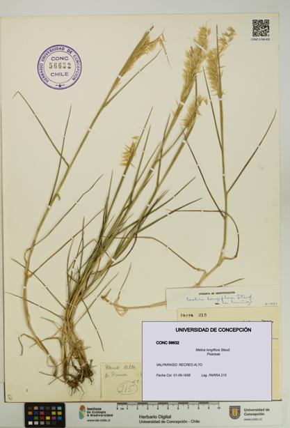 Melica longiflora [Espécimen: UDEC:CONC:0056632]