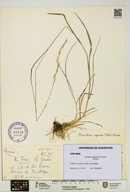 Bromelica cepacea [Espécimen: UDEC:CONC:0056636]