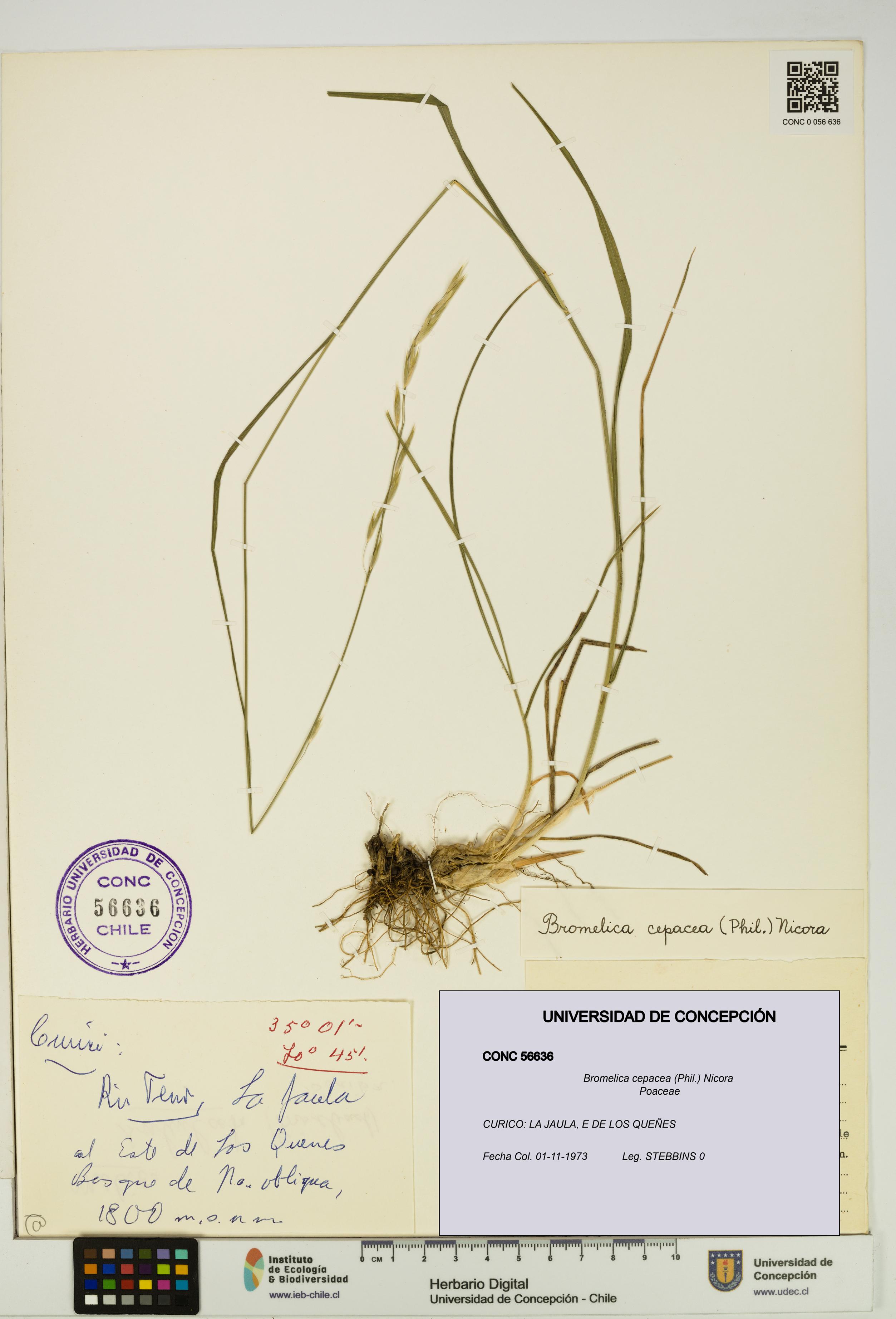 Bromelica cepacea [Espécimen: UDEC:CONC:0056636]