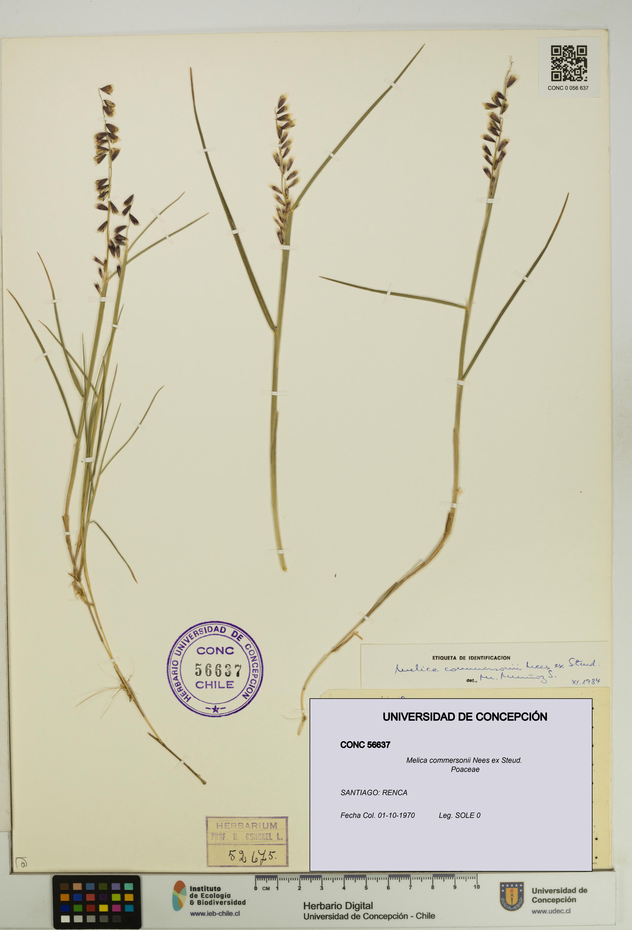 Melica commersonii [Espécimen: UDEC:CONC:0056637]
