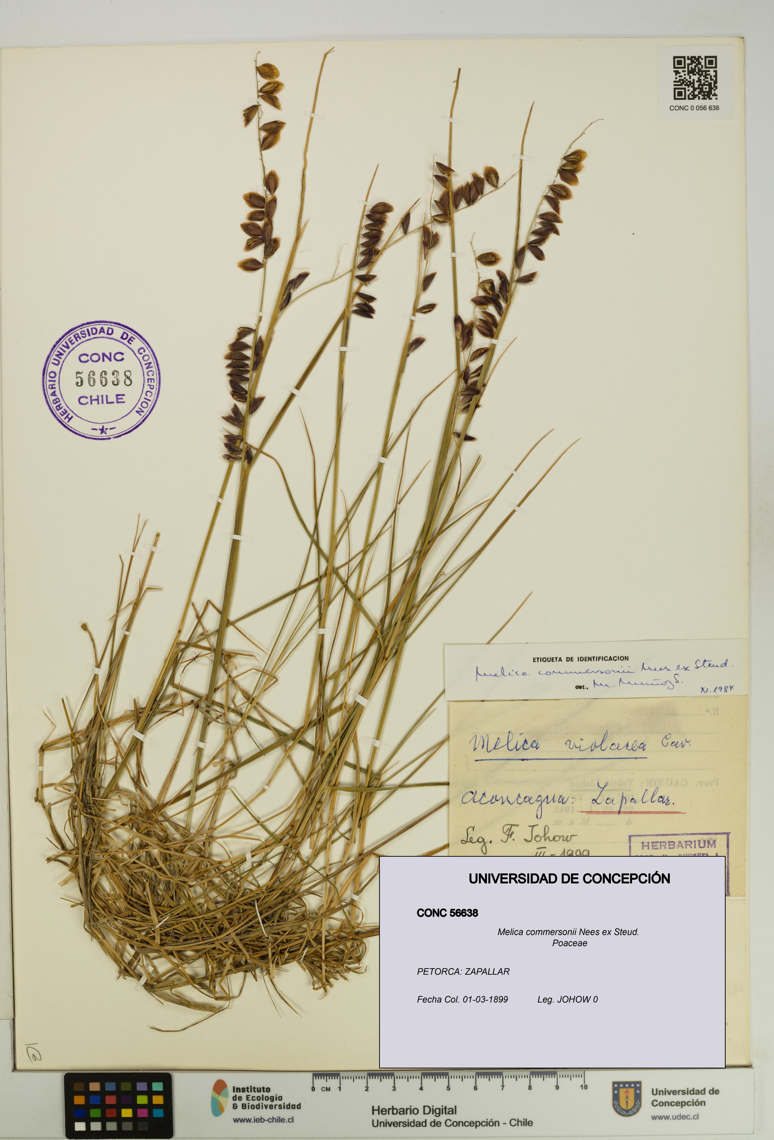 Melica commersonii [Espécimen: UDEC:CONC:0056638]