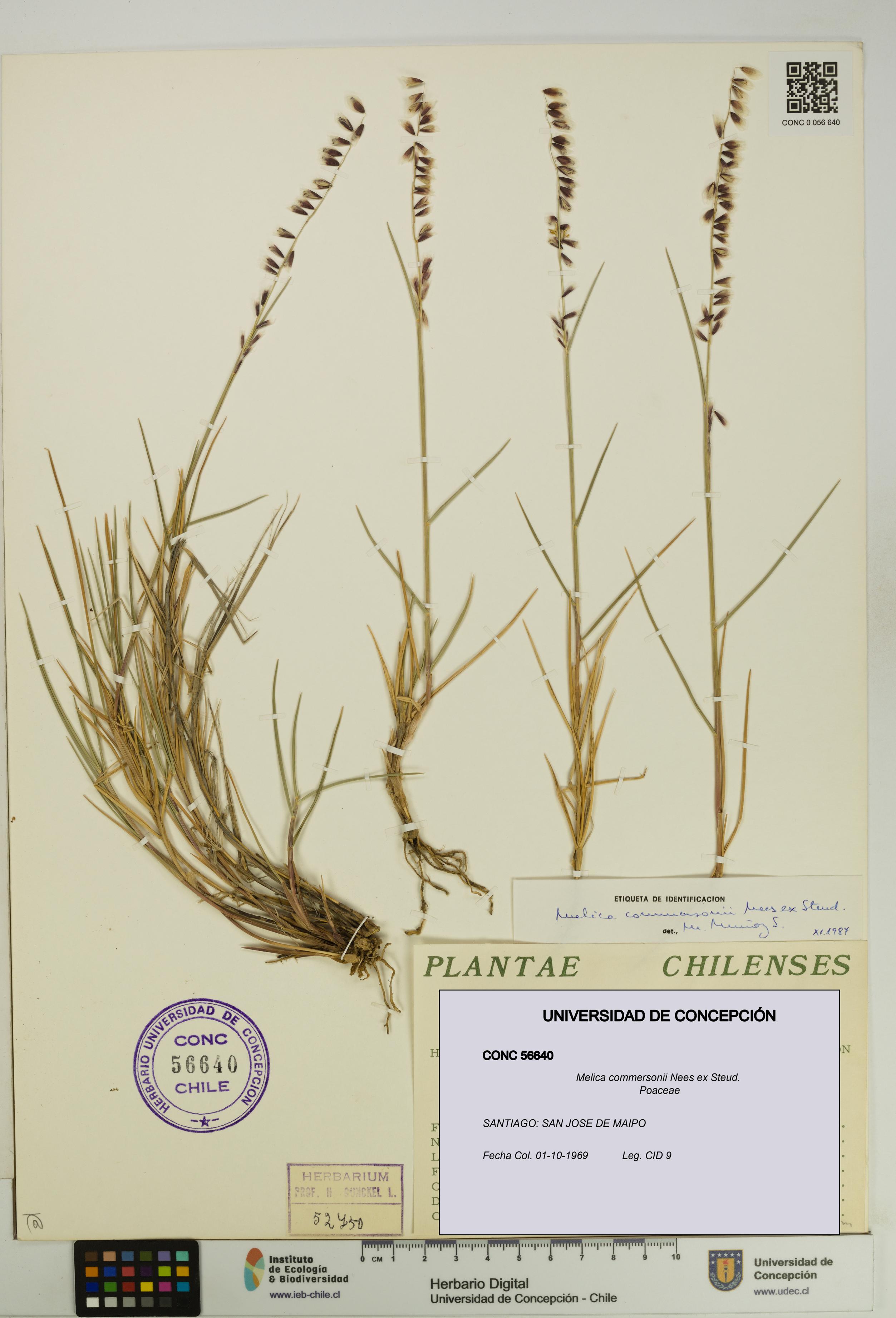 Melica commersonii [Espécimen: UDEC:CONC:0056640]