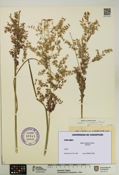 Melica longiflora [Espécimen: UDEC:CONC:0056641]