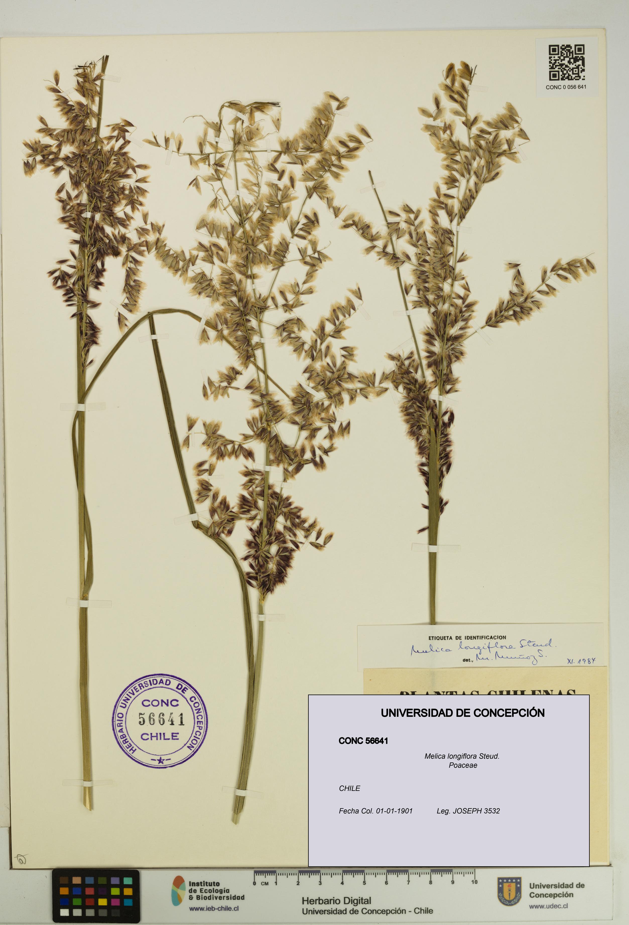 Melica longiflora [Espécimen: UDEC:CONC:0056641]