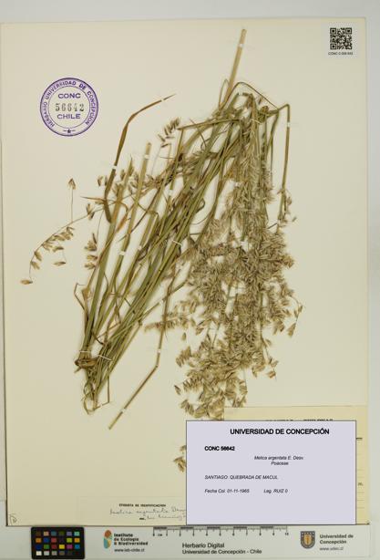 Melica argentata [Espécimen: UDEC:CONC:0056642]
