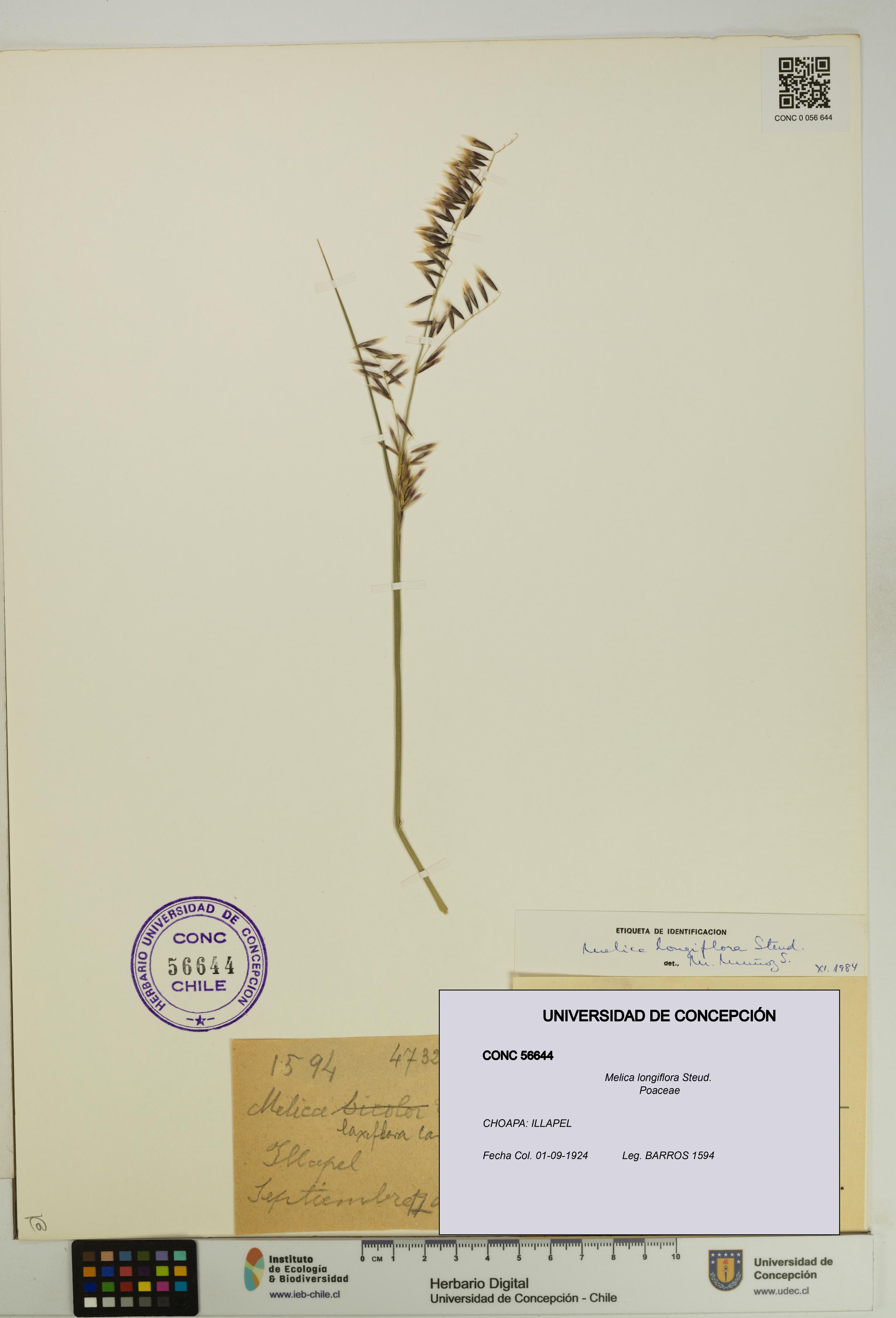 Melica longiflora [Espécimen: UDEC:CONC:0056644]