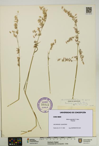 Melica argentata [Espécimen: UDEC:CONC:0056645]