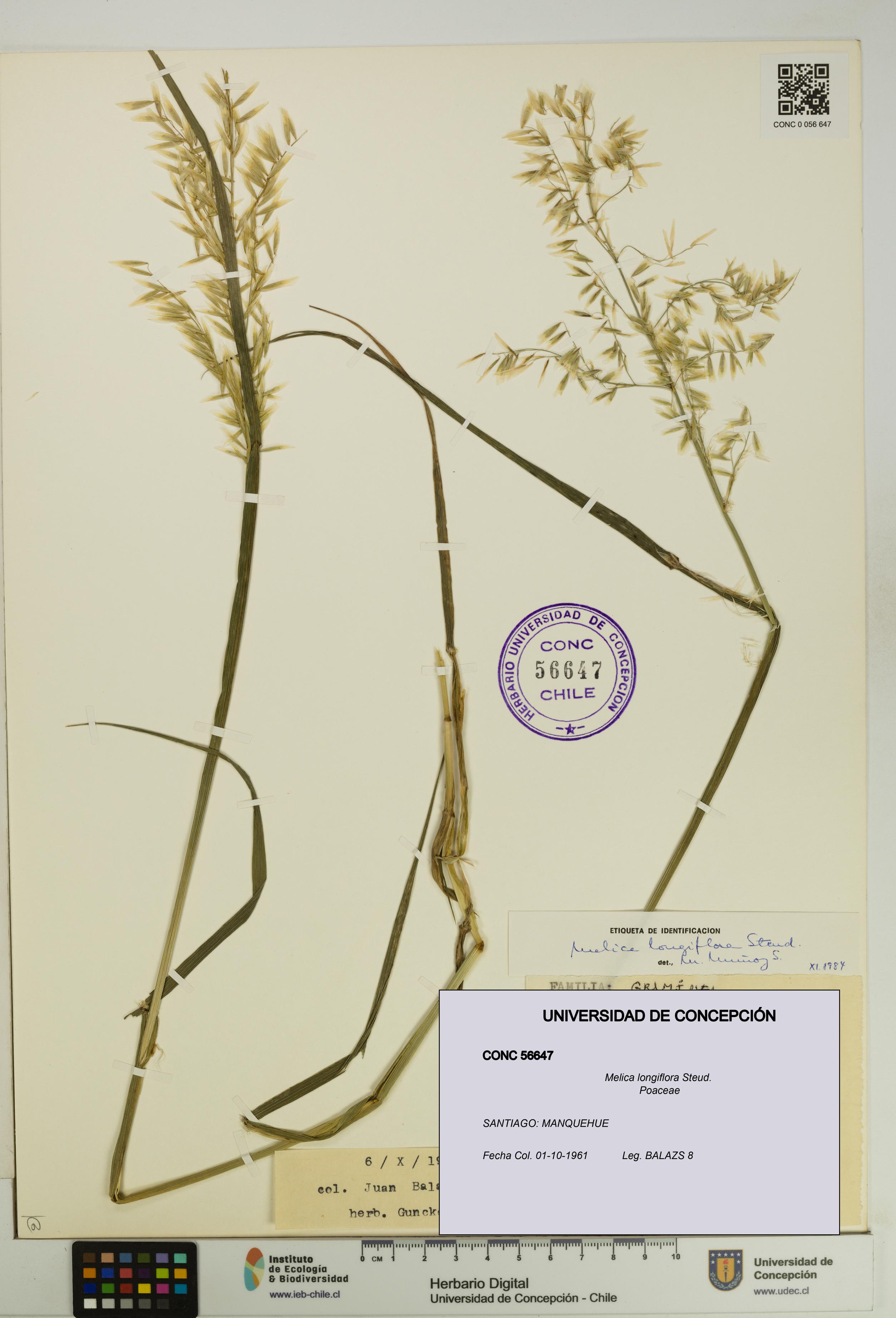 Melica longiflora [Espécimen: UDEC:CONC:0056647]