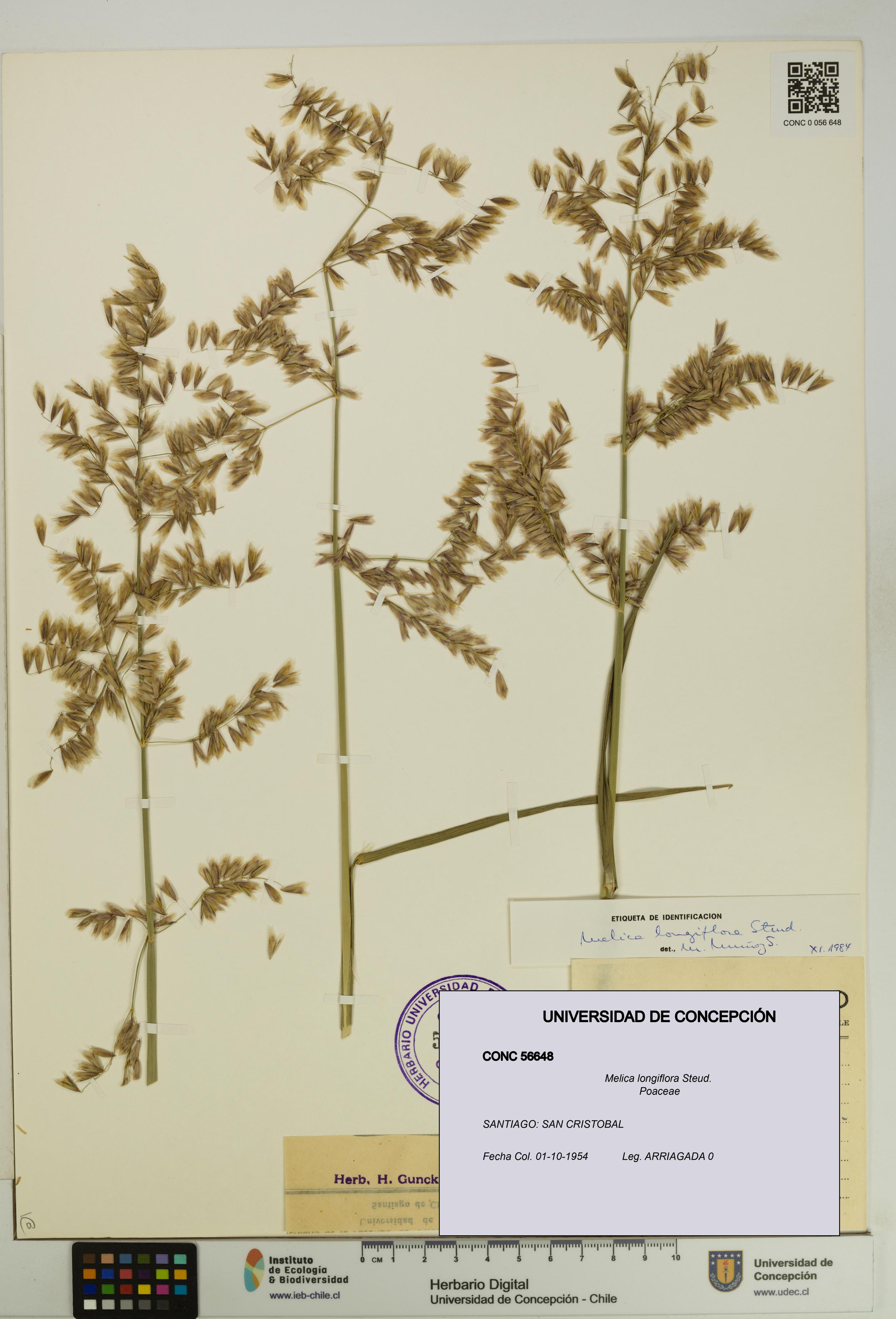 Melica longiflora [Espécimen: UDEC:CONC:0056648]